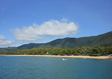 Palm Cove - Michael Coghlan